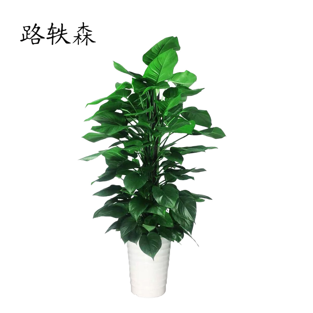 路轶森 白瓷盆绿萝柱 180cm 盆高清大图