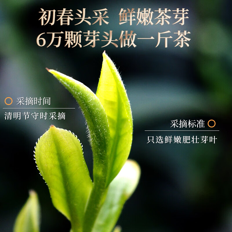 健龙 企业优选 金骏眉红茶浓香茶叶 100包/盒高清大图