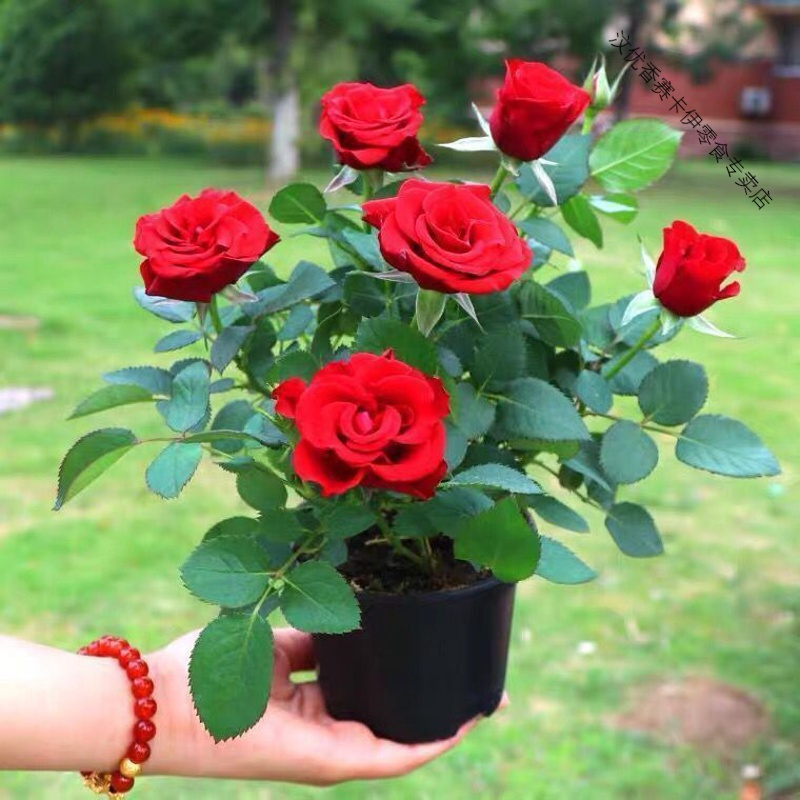 玫瑰花苗带花苞四季开花好养易活绿植物盆栽室内外阳台花卉月季