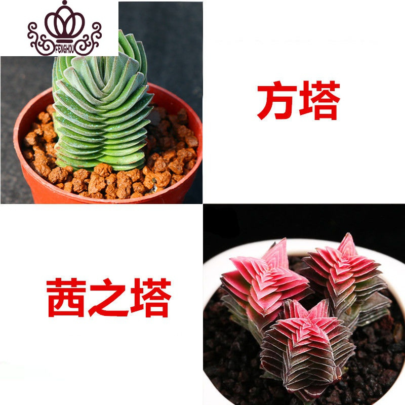 封后肉肉植物罕见多肉一箱巨型超大50颗套餐大株含盆稀有品种贵货浅灰色 方塔 茜之塔 含盆花卉绿植盆栽图片 高清实拍大图 苏宁易购