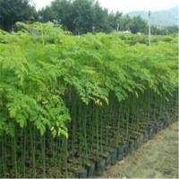 印度辣木种苗辣木树苗籽辣木籽树片辣木苗辣妹子苗辣木种子包活