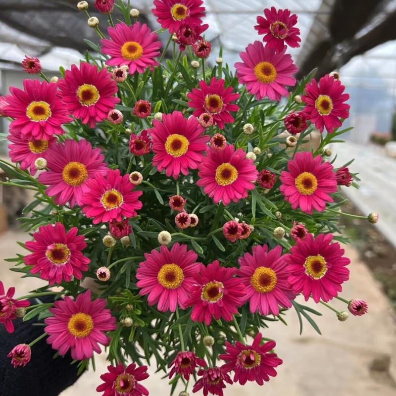 玛格丽特(花朵直径3-5厘米)株高20-40cm,冠幅20-30cm高清大图