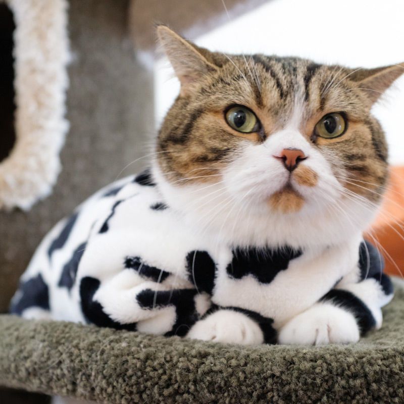 xs(建议2-4斤) 猫咪衣服奶牛变身保暖无毛小奶猫蓝猫四脚宠物加厚毛毛