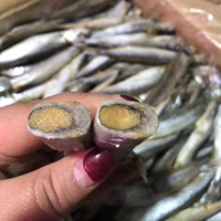 多春鱼满籽海鲜鱼籽鲜活冷冻特大多春鱼新鲜多籽鱼海鲜 一斤装