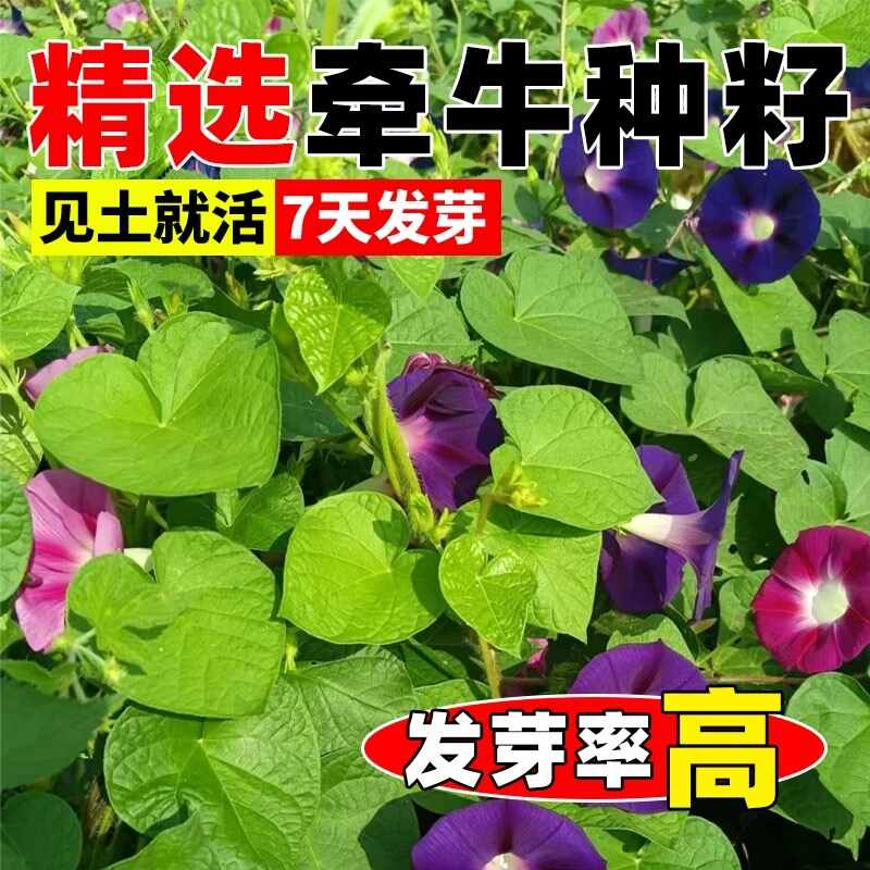 诚智旺 爬藤牵牛花花籽 净籽/千克高清大图