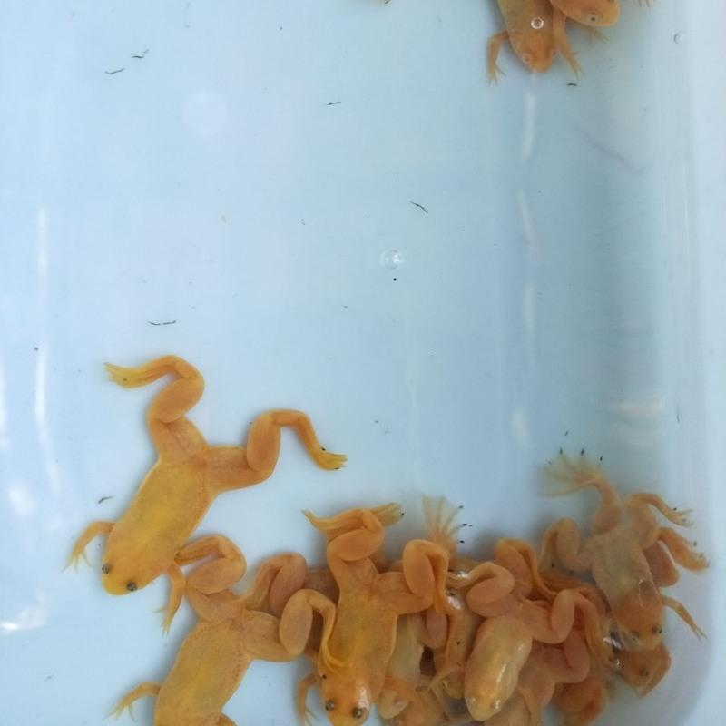 金蟾小金蛙活体观赏鱼招财蛙宠物蛙好养易活青蛙35cm金蛙1只