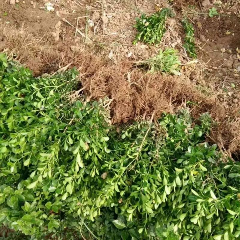 诚智旺 小叶黄杨 高50-60cm/棵高清大图