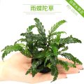 鱼缸造景套餐性水榕沉木真水草淡水无土植物增氧趴地矮珍珠 默认尺寸 雨碟陀草