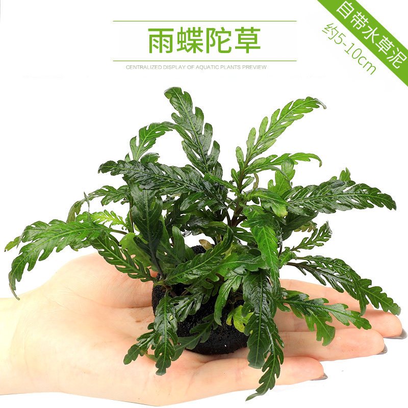 鱼缸造景套餐性水榕沉木真水草淡水无土植物增氧趴地矮珍珠