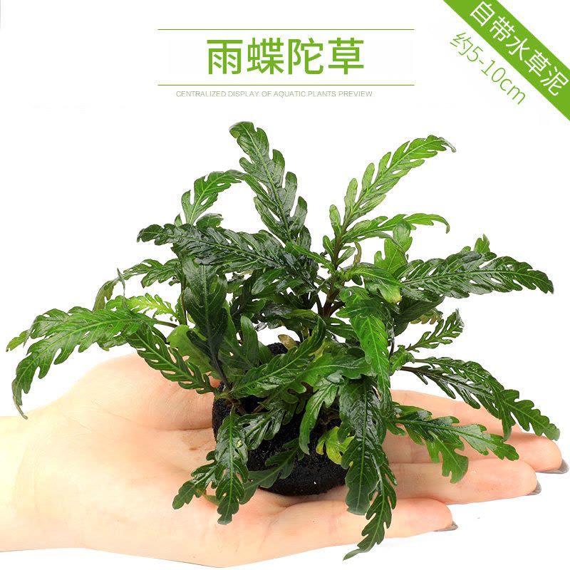 鱼缸造景套餐性水榕沉木真水草淡水无土植物增氧趴地矮珍珠图片