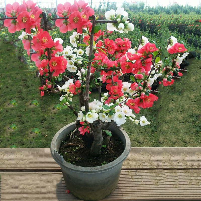 海棠花盆栽树苗盆景重瓣老桩庭院绿植物室内花卉四季开花好养 参数