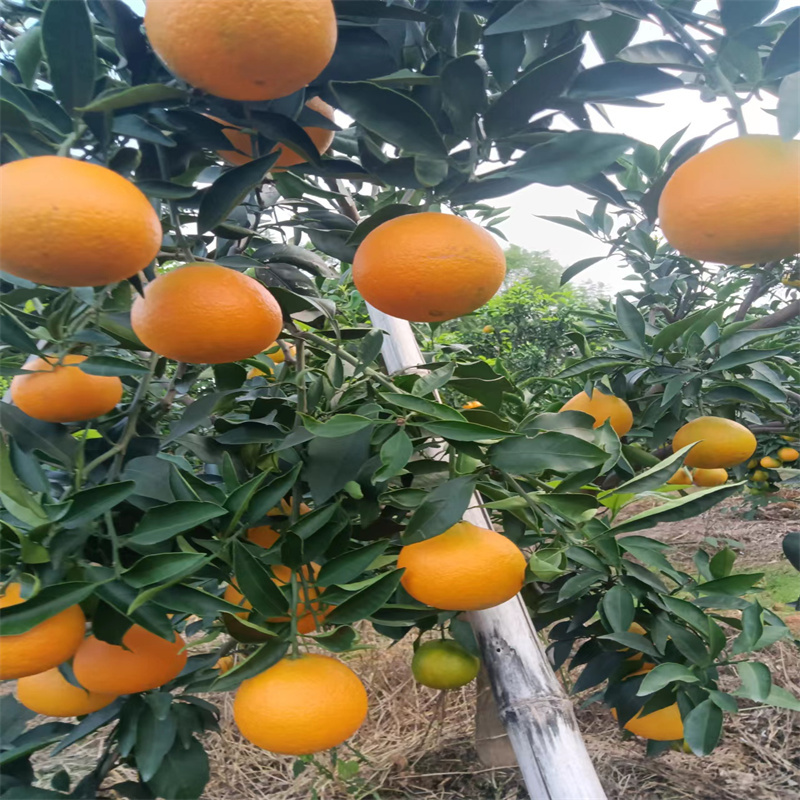 湖北三峡爱媛果冻橙新鲜当季富含维C孕妇水果可手剥新鲜水果3斤/5斤/9斤装/12枚礼盒装高清大图