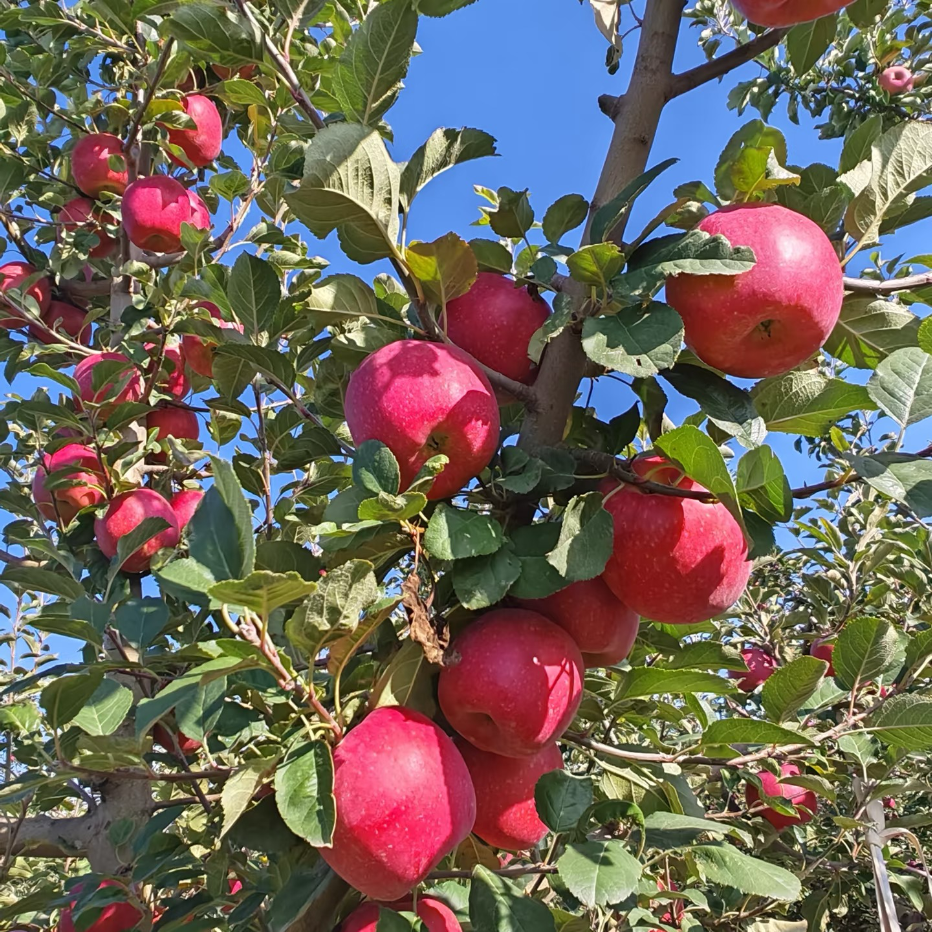 三峡高山果园基地冰糖心苹果8斤大果80-85MM/箱高清大图