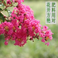 磷酸二氢钾花肥料室内家用速效有机复合肥亚铁盆栽氮磷钾 邮