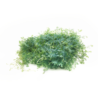 翠云变色龙盆栽新奇植物室内客厅兰去甲醛观叶绿植大盆变色叶