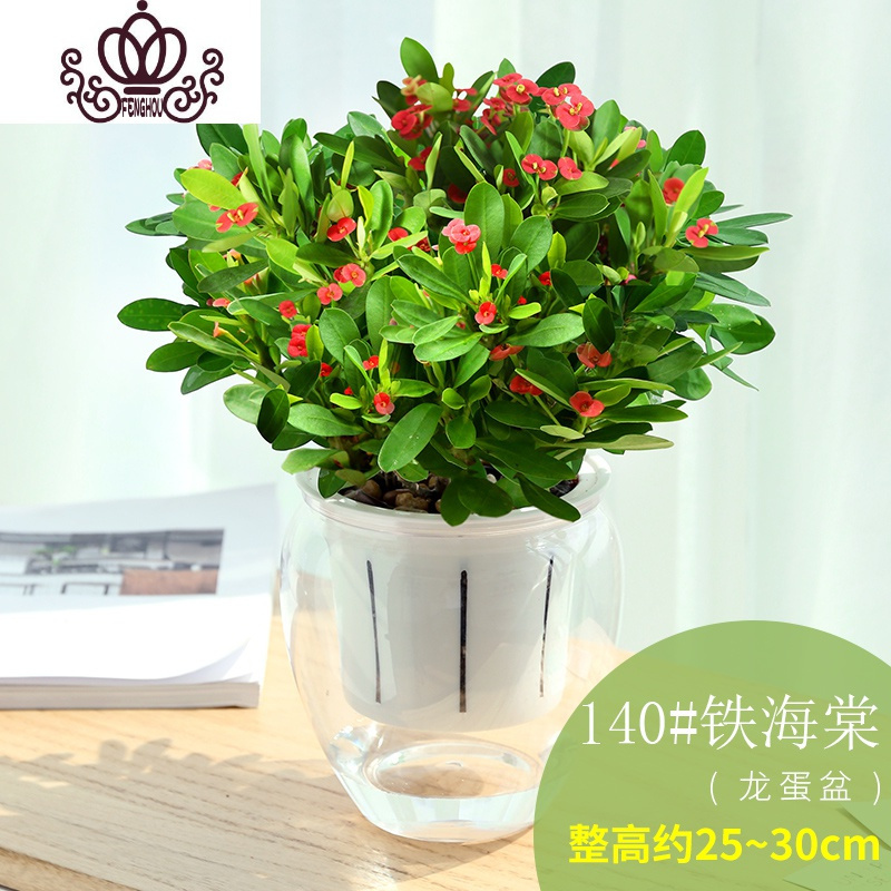 封后 Fenghou 园艺用品封后全年四季开花的花室内外花卉花种观花植物好养开花不断龙蛋盆 140 铁海棠 带盆栽好 价格图片品牌报价 苏宁易购战狼家居专营店
