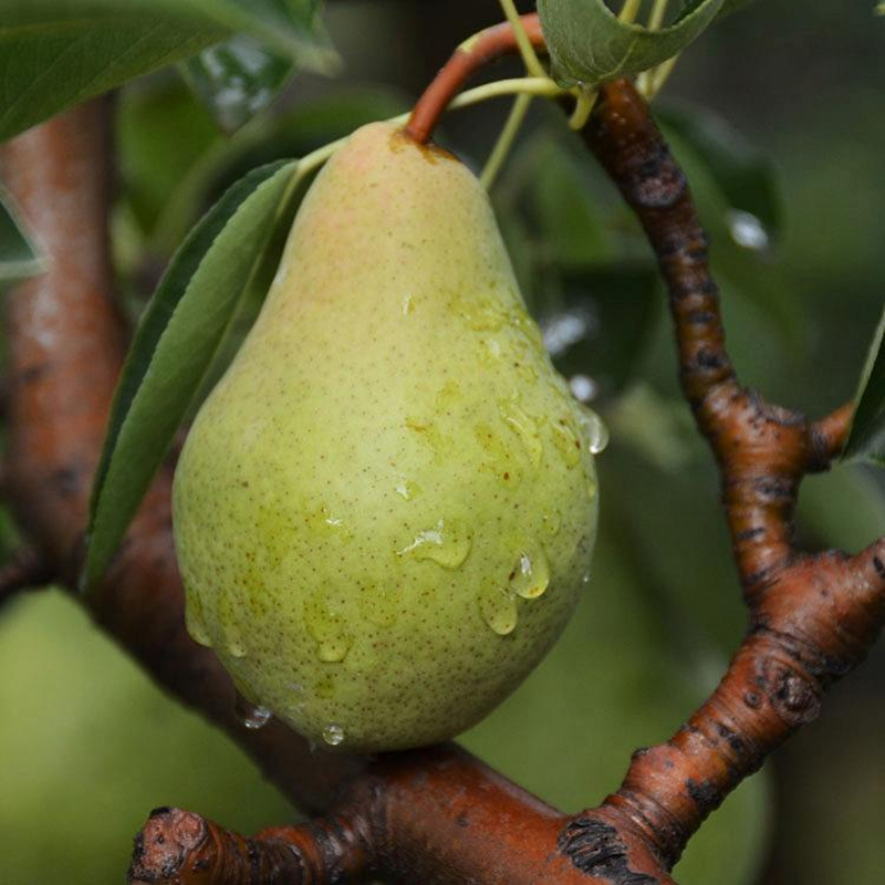 软梨太婆梨啤酒梨茄梨5斤装单果150克以上