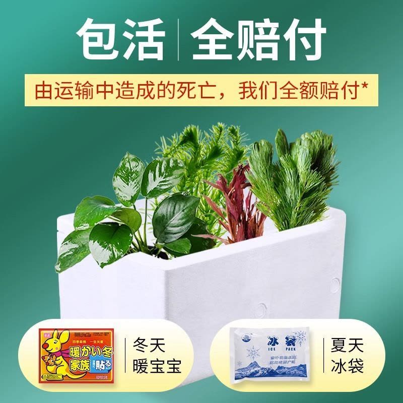 绿菊水草植物鱼缸造景真草水草缸净化造氧懒人套餐阴性蜈蚣草定植图片