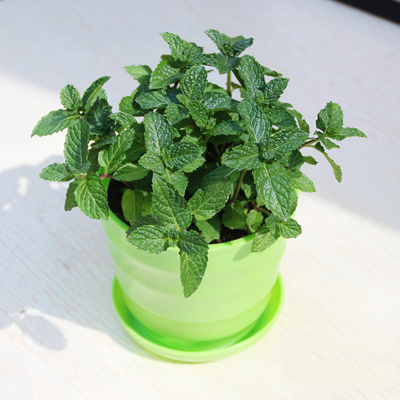 并提供售后服务颜色白色横纹薄荷橙色横纹薄荷蓝色横纹薄荷绿色横纹