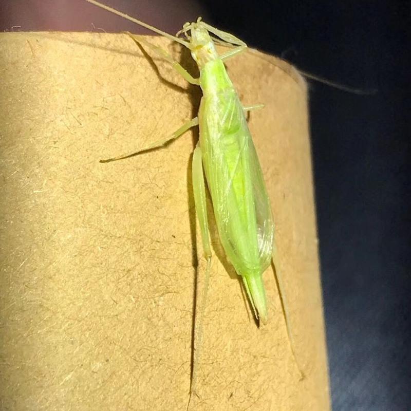 青竹蛉 人工大个青竹蛉鸣虫 野生竹蛉。农民自抓青竹蛉 听叫竹蛉 野生竹蛉通货