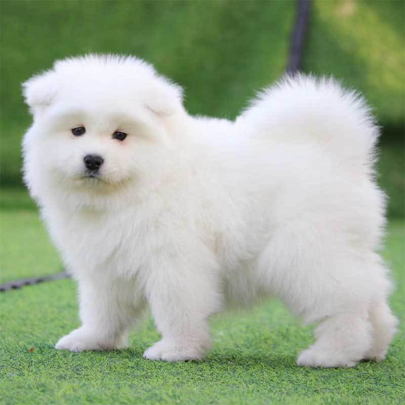 多多名宠 萨摩耶犬 萨摩耶 微笑天使 狗狗