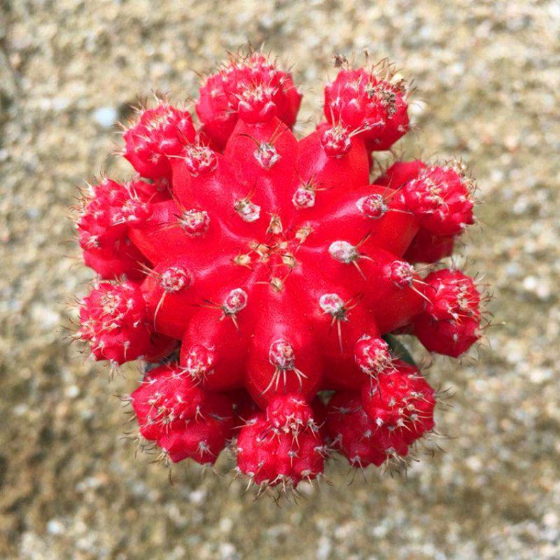 悦芳华紫牡丹开花仙人球多肉植物带柱子室内阳台盆栽花卉吸甲醛多肉