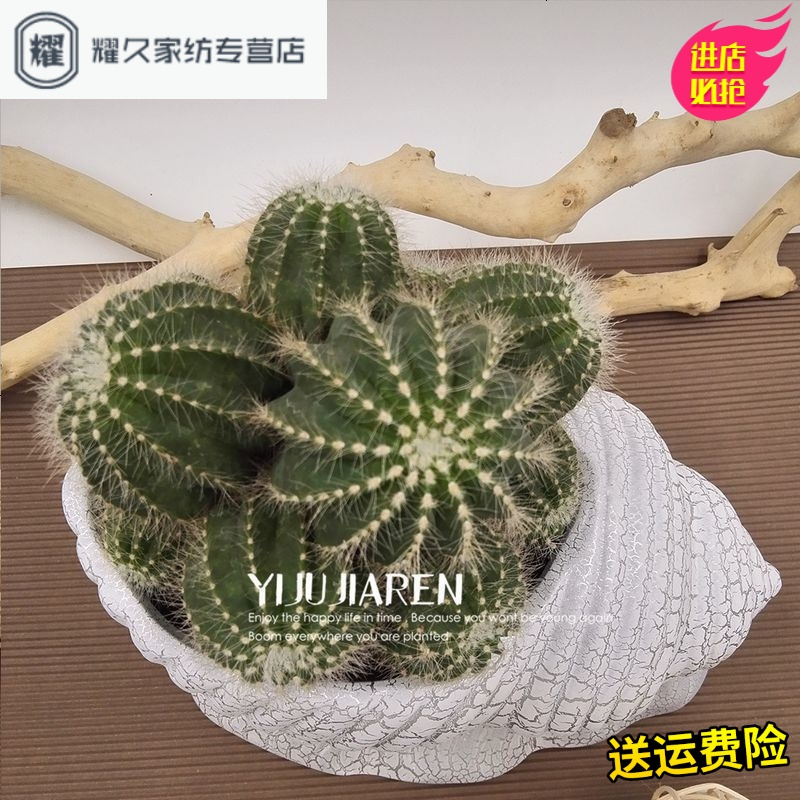 永德吉创意裂纹海螺小象陶瓷花盆带托盘园林工艺特色多肉财树花盆有NQ2541