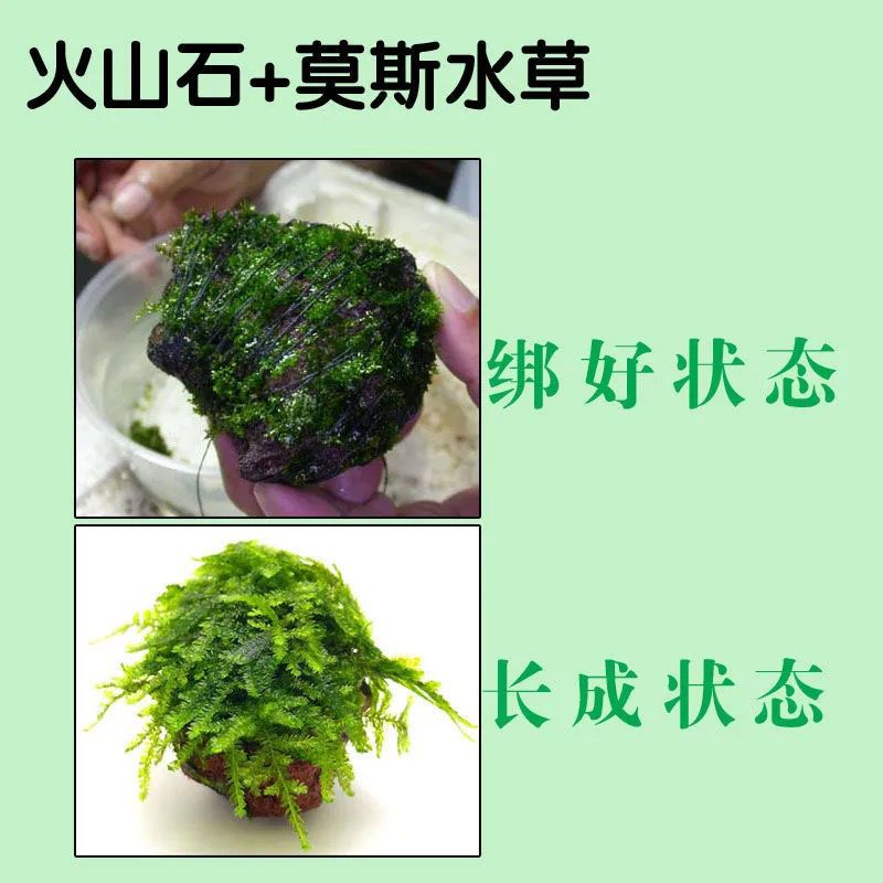 散装莫斯水草植物鱼缸鱼草新手好养沉木根鱼缸造景耐低温水草报价 参数 图片 视频 怎么样 问答 苏宁易购