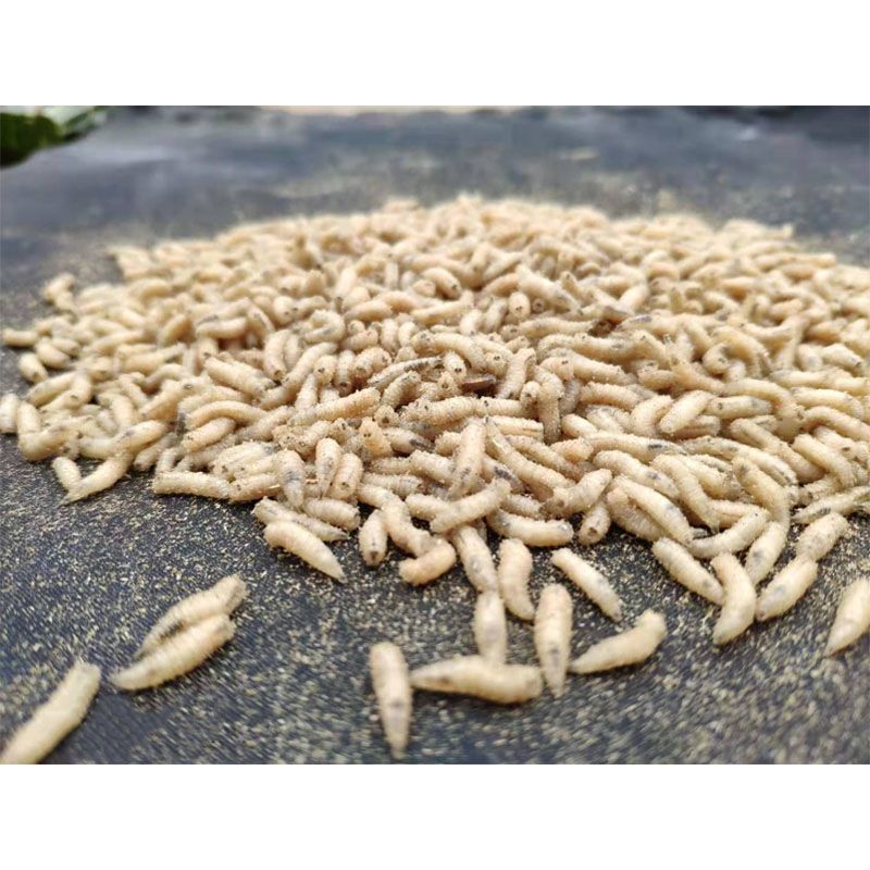 活体蛆鲫鱼鲤鱼蛆虫野钓白虫活蛆牙子白蛆活体玉米虫肉蛆活虫 1瓶