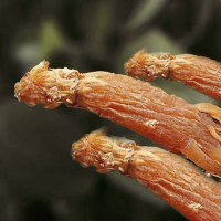 权禄东北人参红参50g/盒可切 红参片 红人参片泡茶人参皂苷老人养生滋补营养品中大片过节送礼品送长辈父母老人