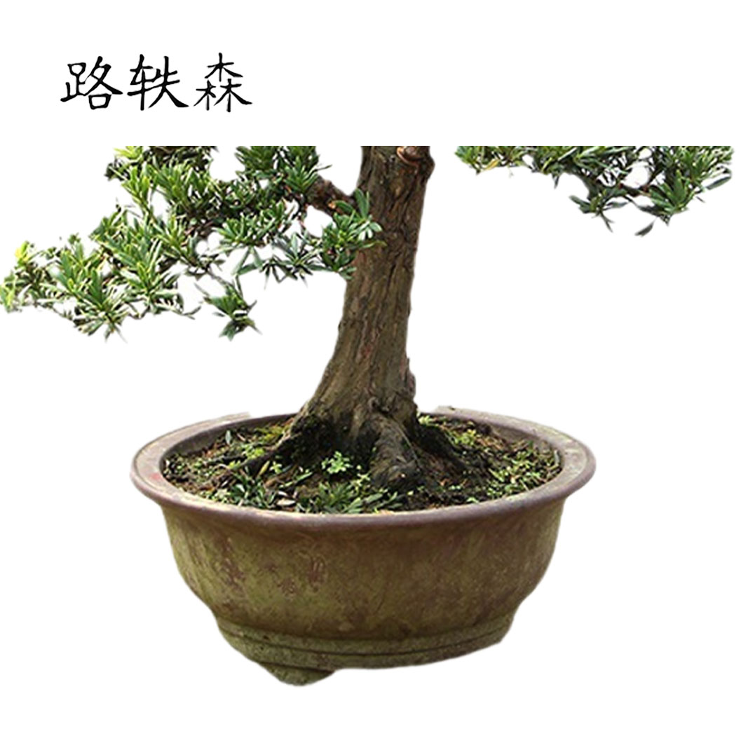 路轶森 罗汉松高 1.5米 棵高清大图