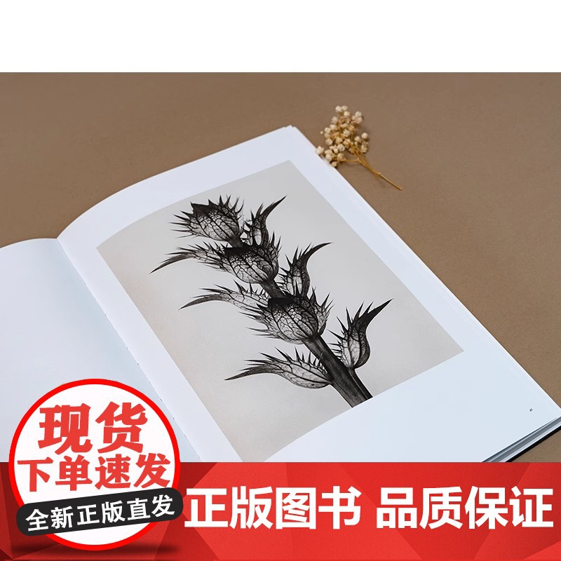 [央视网]植物的艺术 卡尔·布洛斯菲尔德摄影画册植物摄影照片DL高清大图