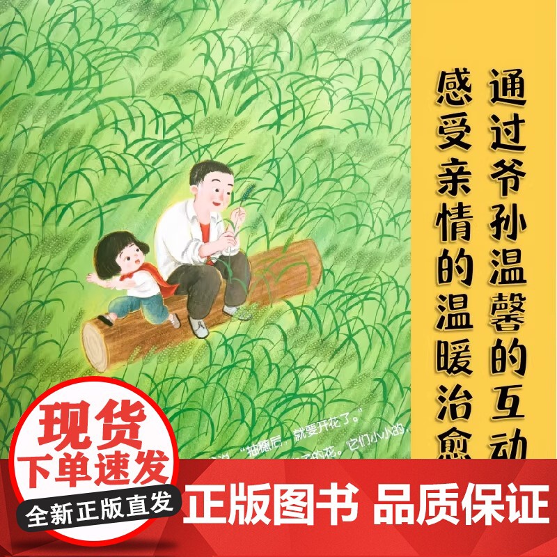 小麦开花了 童书绘本 精装图画书 中国原创 了解小麦的生长过程,体味农耕文化的智慧,学会感恩自然的馈赠 棉花的旅程高清大图
