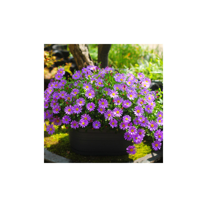 多年生姬小菊花种子苗四季种开花阳台庭院盆栽花坛花镜耐寒花卉籽视频介绍 多年生姬小菊花种子苗四季种开花阳台庭院盆栽花坛花镜耐寒花卉籽功能演示视频 苏宁易购