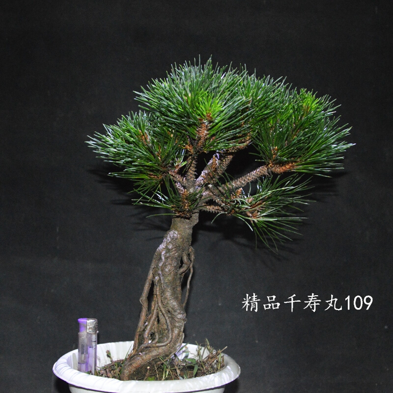 弹痕苏亦家珍品黑松千寿丸老桩盆景树桩矮霸千寿丸184带盆栽好视频