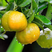 汇尔康(HR) 青皮蜜桔5斤装 橘子时令应季新鲜水果 单果果径50-70mm