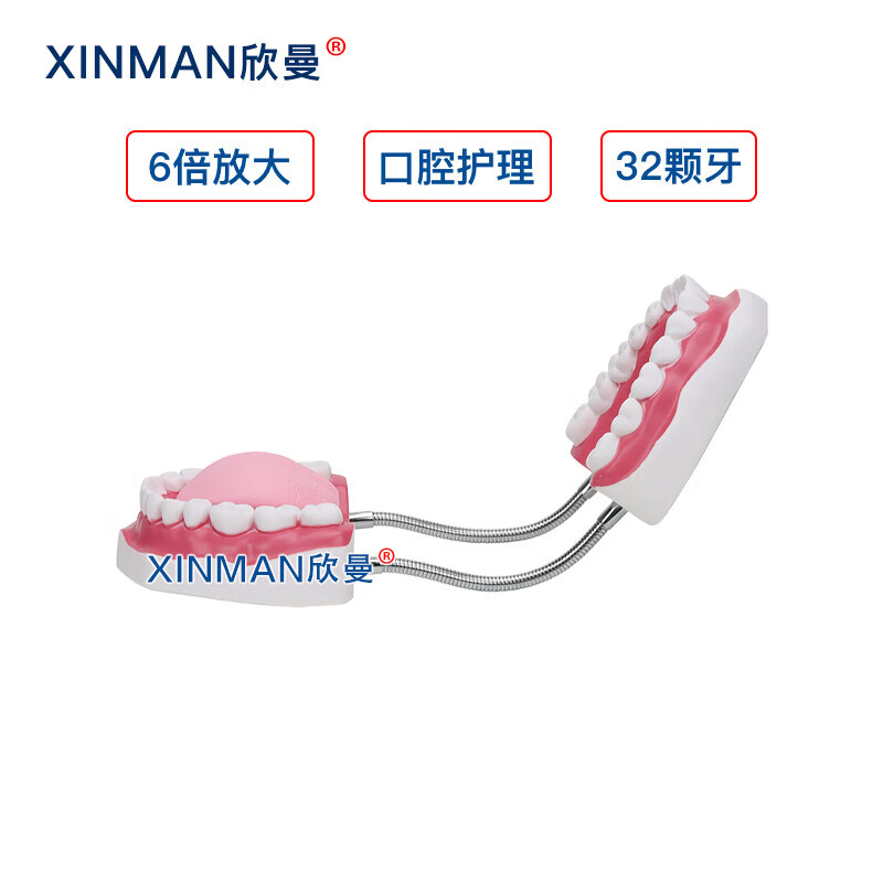 欣曼科教 口腔护理模型 牙保健模型 口腔清洁操作模型XM-KQA高清大图