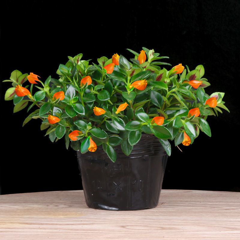 金鱼花 黄色 无土根幼苗2棵 不包活 驱蚊驱虫 金鱼吊兰盆栽四季常青室内绿植花卉多肉土培好养报价 参数 图片 视频 怎么样 问答 苏宁易购