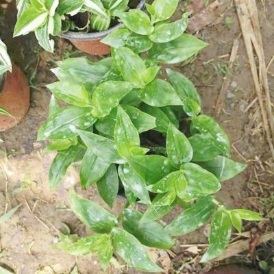 室内阳台盆栽吊兰紫叶吊竹梅紫竹梅竹节梅室外垂吊攀爬紫色植物 一盆青色吊竹梅8颗