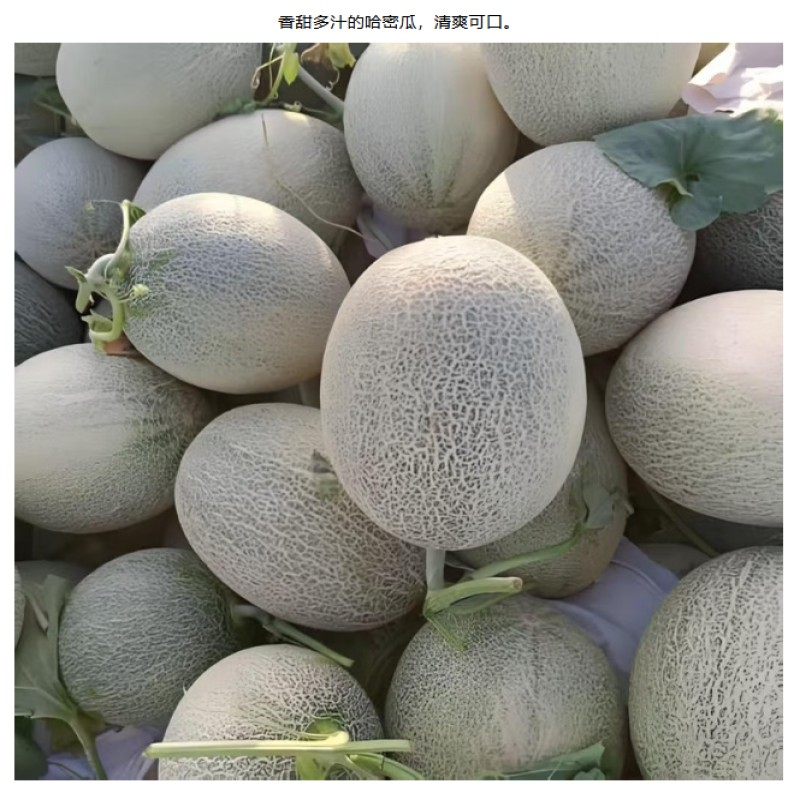 哈密瓜种子塞上明珠高清大图