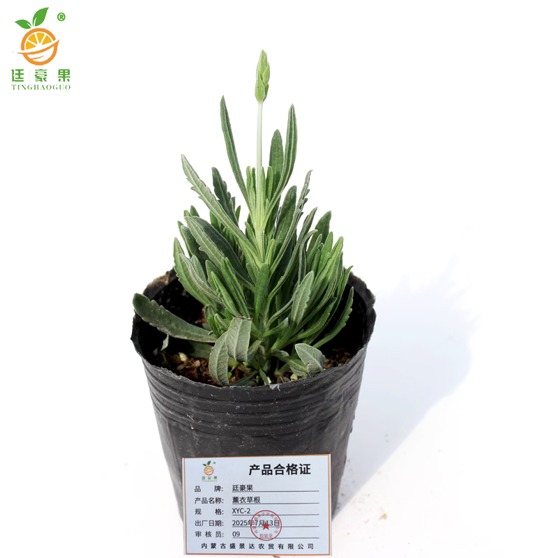 廷豪果 薰衣草根 XYC-2 /根高清大图