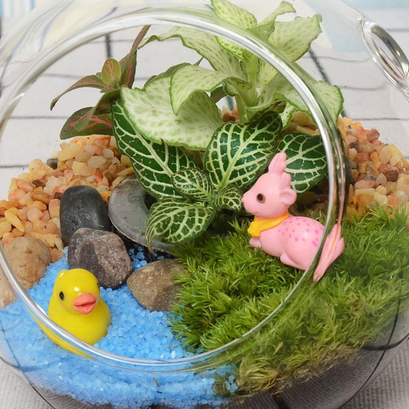 创意微型迷你小盆栽植物 办公桌客厅室内小绿植四季喜阴植物盆景