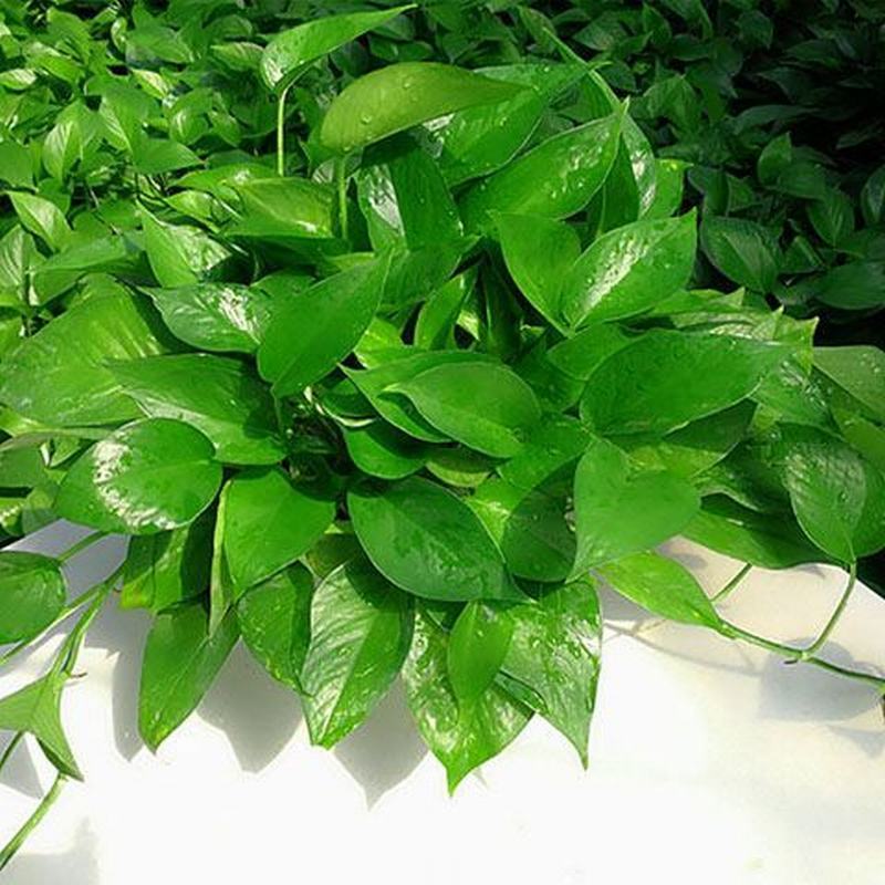 大绿萝新内吸除甲醛吊兰花卉绿植绿箩 抗雾霾小盆栽植物