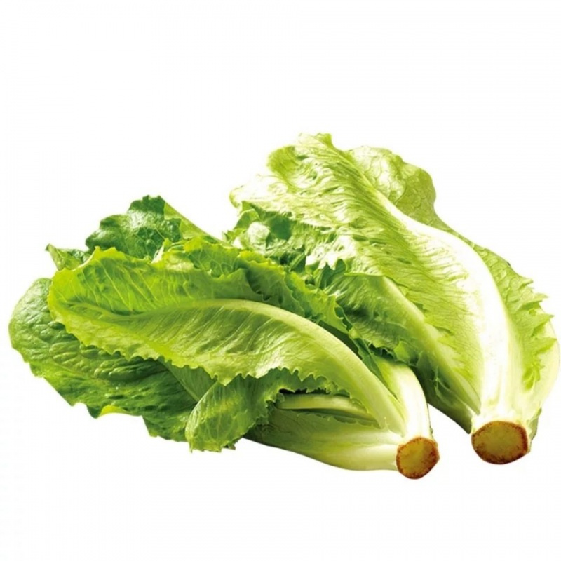 曦凰叶菜类生菜牛奶生菜青菜叶菜类农家蔬菜新鲜绿菜4斤 价格图片品牌报价 苏宁易购睿辰食品生鲜专营店