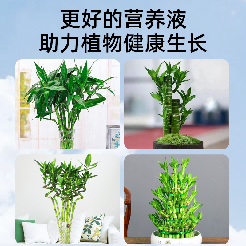 [补贴10%]富贵竹专用营养液治叶子发黄转运竹节节高文昌竹水竹水培植物生根高清大图