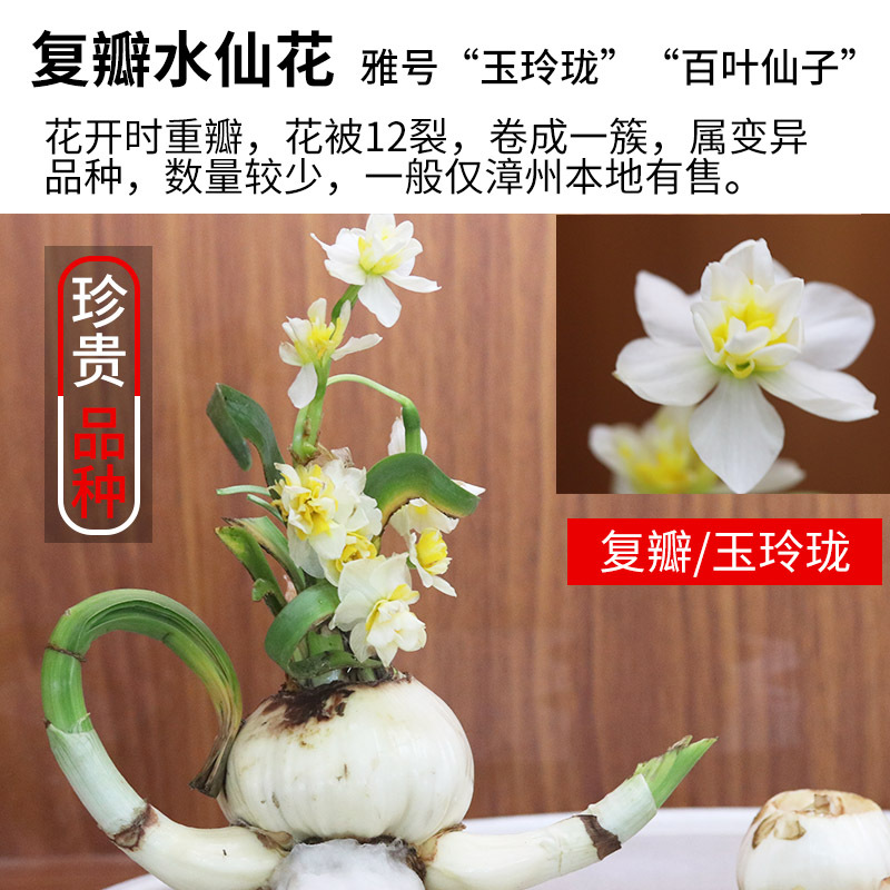 高宅 复瓣 水仙花种球水培花卉盆栽百叶品种重瓣种子漳州水仙花种球报价 参数 图片 视频 怎么样 问答 苏宁易购