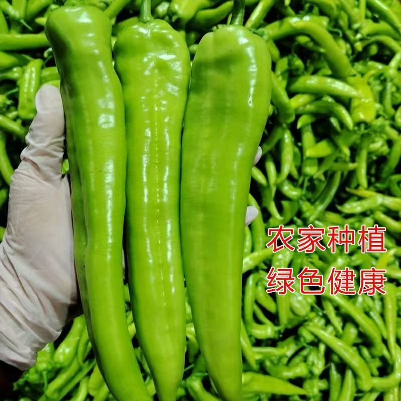 [西沛生鲜]陕西青椒 净重4.5斤 青辣椒辣椒新鲜现摘鲜辣椒薄皮青椒线椒虎皮椒中辣