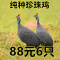 散养珍珠鸡活体脱温苗半大真珠鸡小鸡仔幼苗仔苗批发活体芦花[8月11日发完] 鸡通用饲料[一斤]