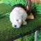 多多名宠 古牧犬幼犬 古代牧羊犬 宠物狗狗纯种古牧幼犬 大型犬 幼崽