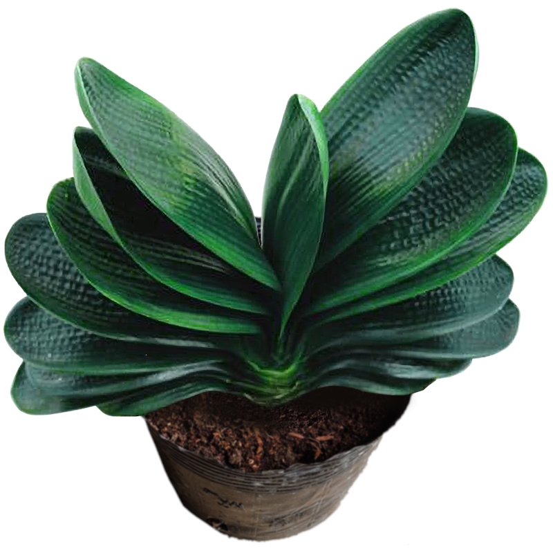 君子兰盆栽老苗带花苞四季好养花卉绿植物室内阳台圆头和尚大小苗